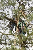 Two gardeners working in top of pine tree constructing the wigwam of rope and bamboo which will protect the tree from snow damage. This is called Yukitsuri. 
