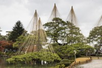 Several Pine trees by pond with wigwams of bamboo poles and ropes, called Yukitsuri, creating protection against snow damage  