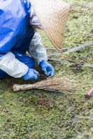 Gardener wearing blue waterproof clothing and gloves hand weeding moss bed with knife and traditional brush