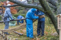 Gardeners wearing blue waterproof clothing attaching rope to bamboo pole that is used in protecting trees from snow called Yukitsuri.