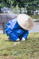 Gardener wearing blue waterproof clothing and  straw hat  hand weeding moss bed with knife and traditional brush.