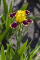 Miniature Tall Bearded Iris, 'Bumblebee Deelite'.