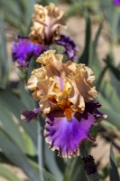 Tall Bearded Iris, 'Dollface'.