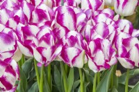 Tulipa 'Rosy Bouquet' - tulip 