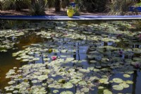 Nymphaea - waterlily in the pond at Jardin Majorelle, Yves Saint Laurent garden 