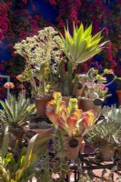 Jardin Majorelle, Yves Saint Laurent garden, display of cacti and succulent plants in terracotta pots 