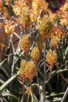 Aloe camperi - known as Nubian or Popcorn aloe, flower heads 