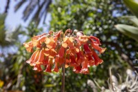 Kalanchoe delagoensis - Chandelier plant syn. Bryophyllum delagoense, syn.Bryophyllum tubiflorum - flowers 