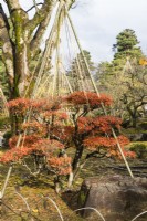 Wigwam of bamboo poles and ropes, called Yukitsuri, creating protection against snow of small clipped Rhododendron showing autumn leaf colour. 