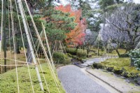 Path with small stone bridge over stream with several small trees and shrubs by path with bamboo pole and rope wigwams as protection against snow, called Yukitsuri.