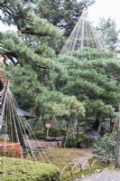 Wigwams of bamboo poles and ropes, called Yukitsuri, creating protection against snow of Pine trees and several small shrubs. 