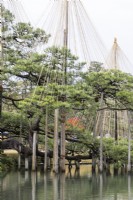Several Pine trees by Kasumigaike pond with wigwams of bamboo poles and ropes, called Yukitsuri, creating protection against snow damage. Branches of trees supported by wooden poles.   