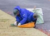 Gardener wearing blue waterproof clothing, hat and gloves hand weeding lawn with knife.
