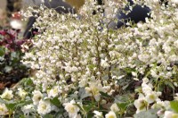 White flowering Prunus incisa Kojo-no-mai. March