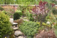 Early spring garden with blooming cherry-Prunus cistena-Purple leaf sand cherry and creeping plants including Juniperus horizontalis, Sedum and coniferous Pinus,Taxus. April


