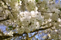 Lushly blooming branches of Prunus serrulata 'Shirotae', syn.Prunus 'Mount Fuji', Prunus serrulata 'Kojima' with full white flowers. April

