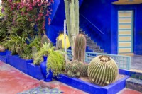 Jardin Majorelle, Yves Saint Laurent garden painted blue raised bed with mixed cacti planting including Echinocactus grusonii and Ferocactus pilosus 