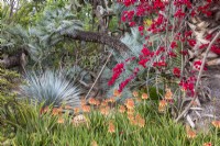 Mixed perennial planting of Aloe delaetii in flower with Yucca Rostrata, Chamaerops humilis var. cerifera and Bougainvillea in Jardin Majorelle, Yves Saint Laurent garden

