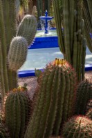Ferocactus pilosus - Mexican fire barrel cactus with yellow flower buds