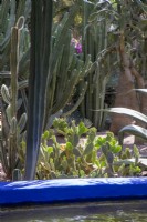 Different varieties of cacti including backlit Opuntia microdasys cactus in Jardin Majorelle, Yves Saint Laurent garden