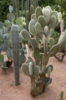 Opuntia pilifera in the foreground 