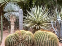 Jardin Majorelle, Yves Saint Laurent garden, front, Echinocactus grusonii, back, Yucca rostrata and Agave angustifolia 'Marginata'