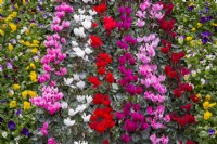 Different varieties of Cyclamen and Viola on display at a garden centre nursery