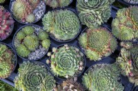 Rows of different varieties of Sempervivum plants in non recyclable plastic plant pots for sale at a garden centre nursery

