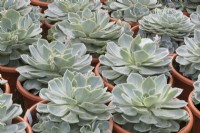 Echeveria plants in plastic pots at garden centre nursery 