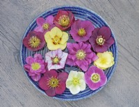 Mixed Hellebores floating in a bowl
