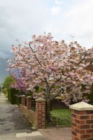 Prunus serrulata Kanzan with full intense pink flowers in front garden early spring. View from the street. April