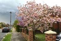 Prunus serrulata Kanzan with full intense pink flowers in front garden early spring. View from the street. April