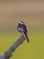 Motacilla alba - Pied Wagtail perched on branch at sunset
