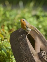 Erithacus rubecula - Robin perched on old cart wheel
