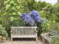 Ceanothus thyrsiflorus - Californian lilac and wooden bench in seating area