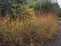 Cornus sanguinea 'Midwinter Fire' dogwood