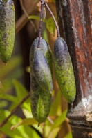 Sollya heterophylla Bluebell Creeper fruits