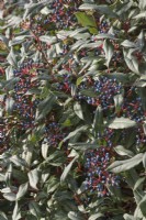 Viburnum davidii berries