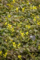 Epimedium pinnatum subsp. colchicum AGM - Colchian barrenwort