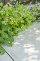 Narrow border between shady fence and stone paving with  Heuchera 'Lime Rickey' and Epimedium x versicolor 'Sulphureum'. June.