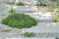 Thymes planted between limestone stepping stones in a contemporary town garden. June