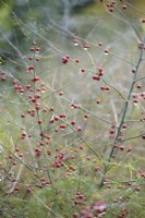 Asparagus officinalis berries in October