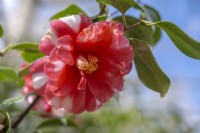 Camellia japonica 'Memphis Belle'.
Parco delle Camelie, Camellia Park, Locarno, Switzerland