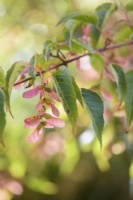 Acer davidii 'Serpentine'  in October