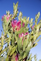 Protea compacta - Bot River protea - July