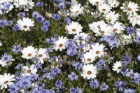 Dimorphotheca pluvialis - Rain Daisy - Cape Daisy and Felicia heterophylla - True Blue Daisy - September