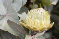Protea nitida - Wagon Tree - July