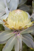 Protea nitida - Wagon Tree - July