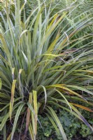 Astelia nervosa 'Westland' - Bush flax