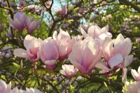 Magnolia x soulangeana Alexandrina. April